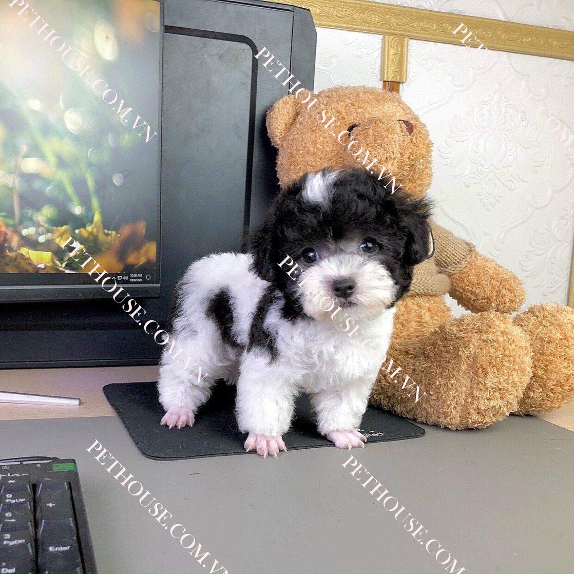 Chó Poodle đẹp tại Pet House - Giống chó không rụng lông