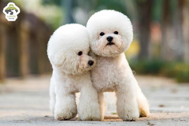 Chó Poodle giá bao nhiêu? Nguồn gốc, đặc điểm, chăm sóc