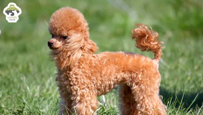 Chó Poodle giá bao nhiêu? Nguồn gốc, đặc điểm, chăm sóc