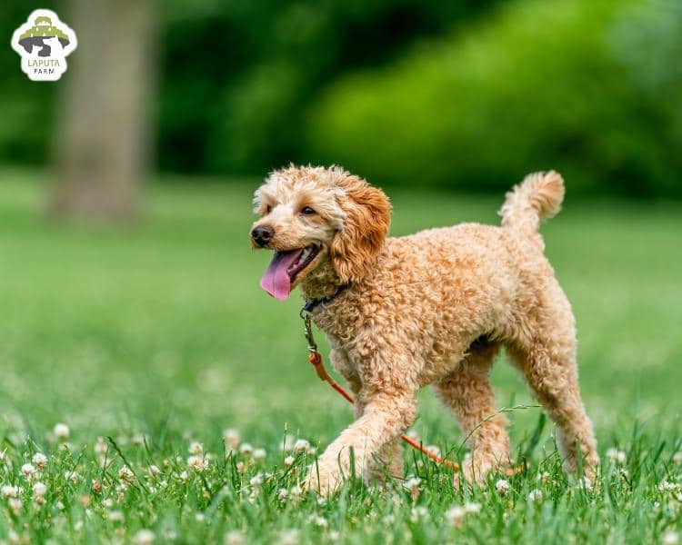 Chó Poodle giá bao nhiêu? Nguồn gốc, đặc điểm, chăm sóc