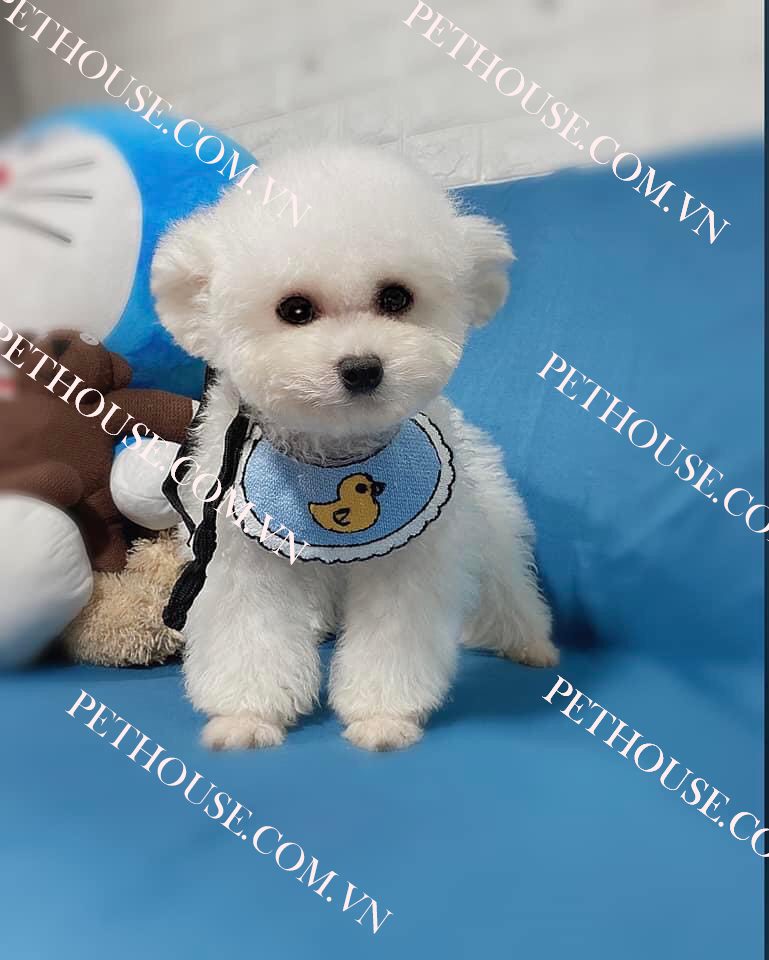 Chó Poodle đẹp tại Pet House - Giống chó không rụng lông