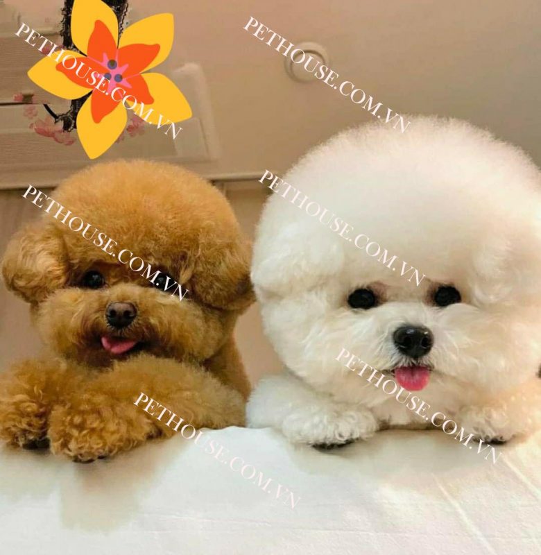 Chó Poodle đẹp tại Pet House - Giống chó không rụng lông