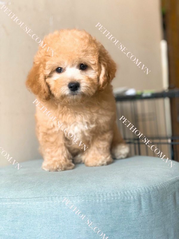 Chó Poodle đẹp tại Pet House - Giống chó không rụng lông