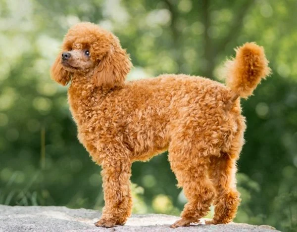 Tất cả kiến thức về chó Poodle bạn cần biết trước khi nuôi ( Nguồn gốc, giá bán, đặc điểm, cách chăm sóc )