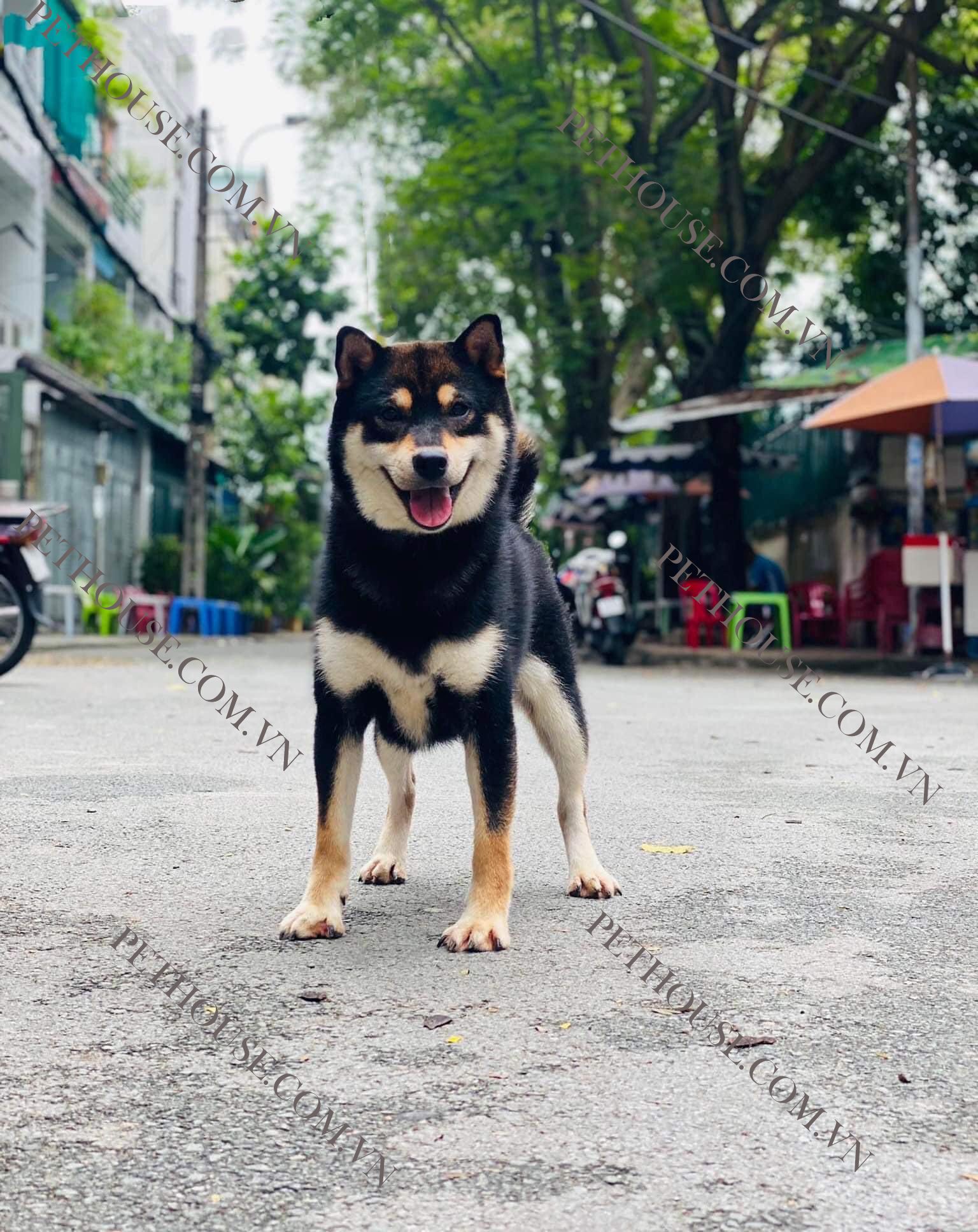 Chó Shiba Inu Thuần Chủng - Trại Chó Shiba HN và Tphcm