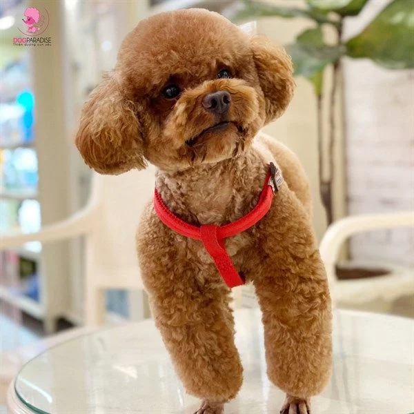 Tất cả kiến thức về chó Poodle bạn cần biết trước khi nuôi ( Nguồn gốc, giá bán, đặc điểm, cách chăm sóc )