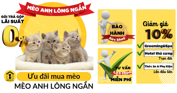 Tìm Hiểu Mèo Anh Lông Ngắn Thuần Chủng - 7 Cách Nhận Biết Dễ Nhất