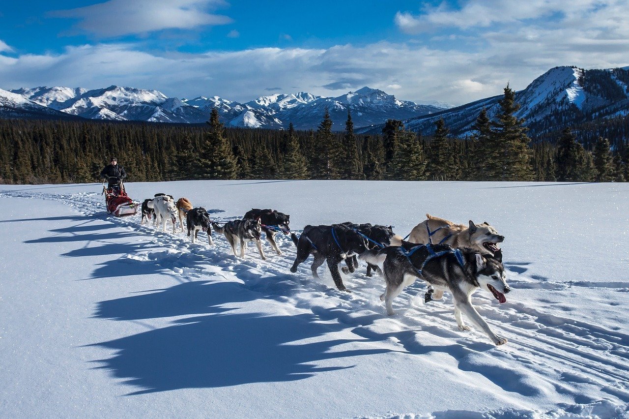 Der Husky: Eine besondere Hunderasse