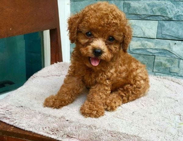 Tất cả kiến thức về chó Poodle bạn cần biết trước khi nuôi ( Nguồn gốc, giá bán, đặc điểm, cách chăm sóc )