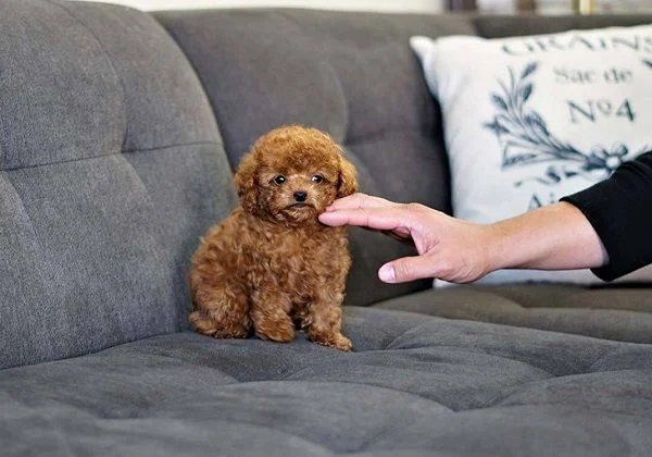 Tất cả kiến thức về chó Poodle bạn cần biết trước khi nuôi ( Nguồn gốc, giá bán, đặc điểm, cách chăm sóc )