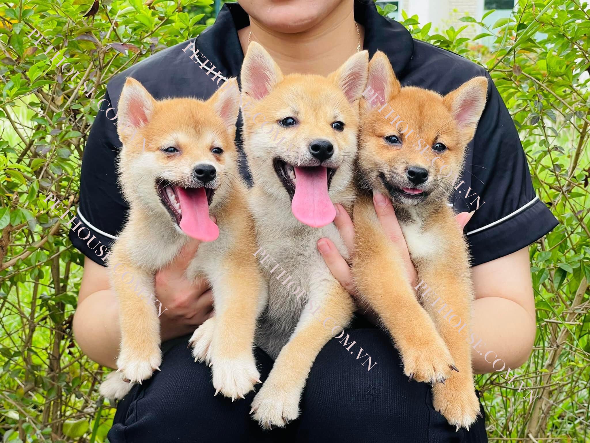 Chó Shiba Inu Thuần Chủng - Trại Chó Shiba HN và Tphcm