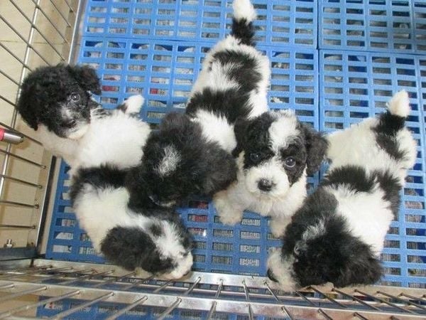 Tất cả kiến thức về chó Poodle bạn cần biết trước khi nuôi ( Nguồn gốc, giá bán, đặc điểm, cách chăm sóc )