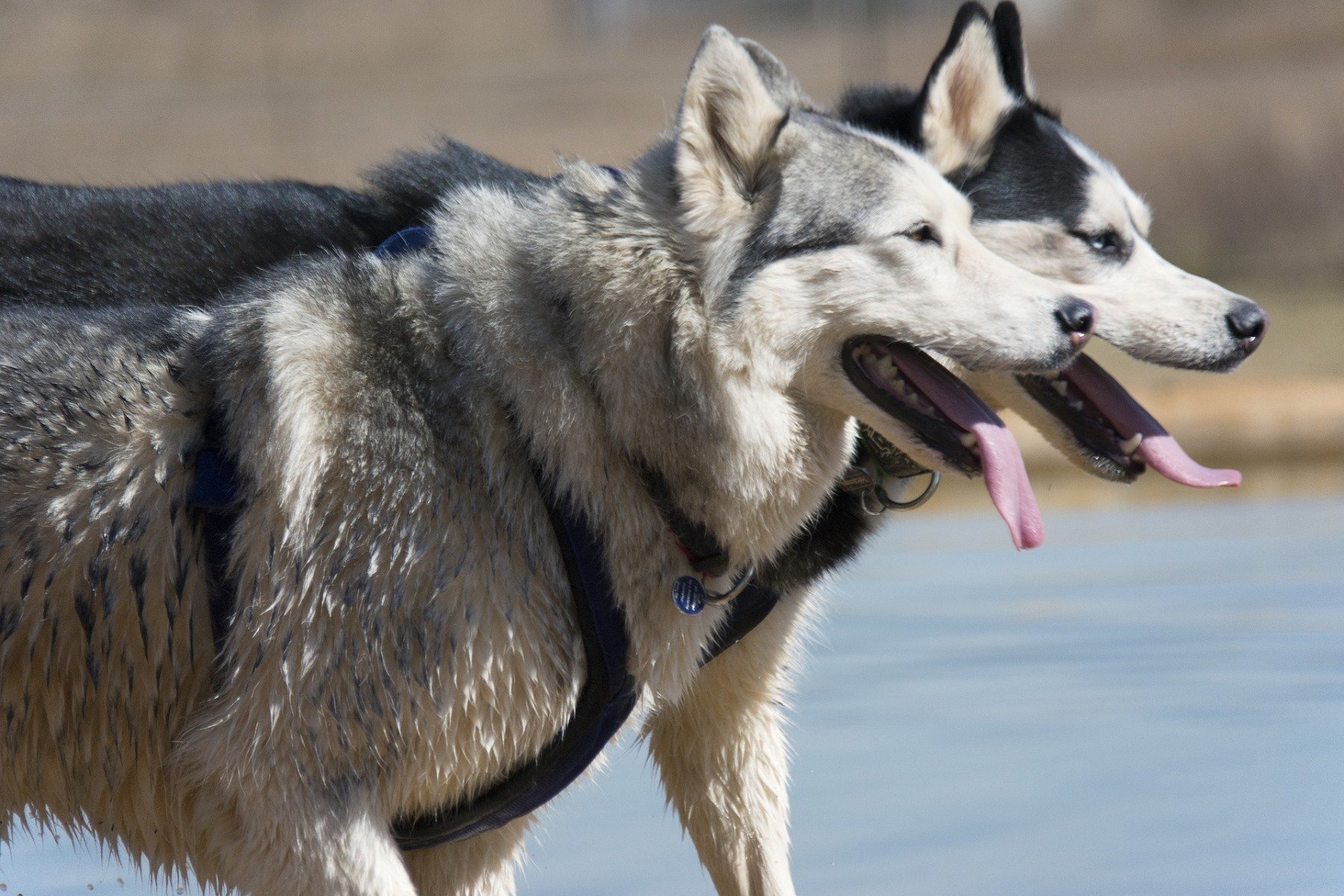 Der Husky: Eine besondere Hunderasse