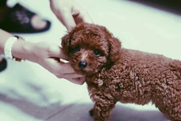 Tất cả kiến thức về chó Poodle bạn cần biết trước khi nuôi ( Nguồn gốc, giá bán, đặc điểm, cách chăm sóc )