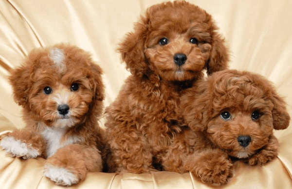 Tất cả kiến thức về chó Poodle bạn cần biết trước khi nuôi ( Nguồn gốc, giá bán, đặc điểm, cách chăm sóc )