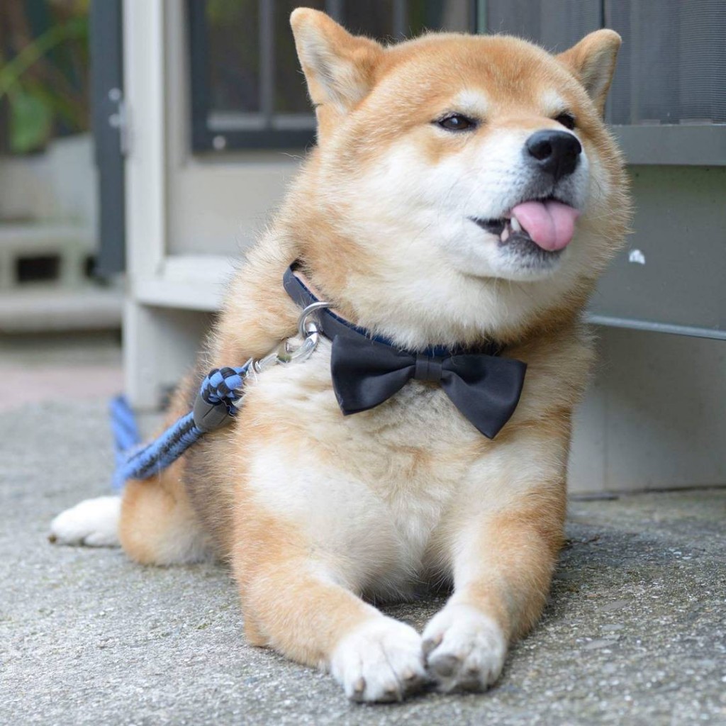 Chó Shiba giá bao nhiêu tiền? Cập nhật giá chó Shiba mới nhất