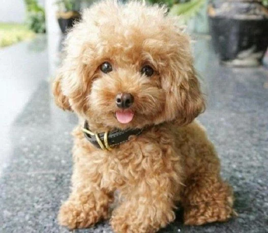 Tất cả kiến thức về chó Poodle bạn cần biết trước khi nuôi ( Nguồn gốc, giá bán, đặc điểm, cách chăm sóc )