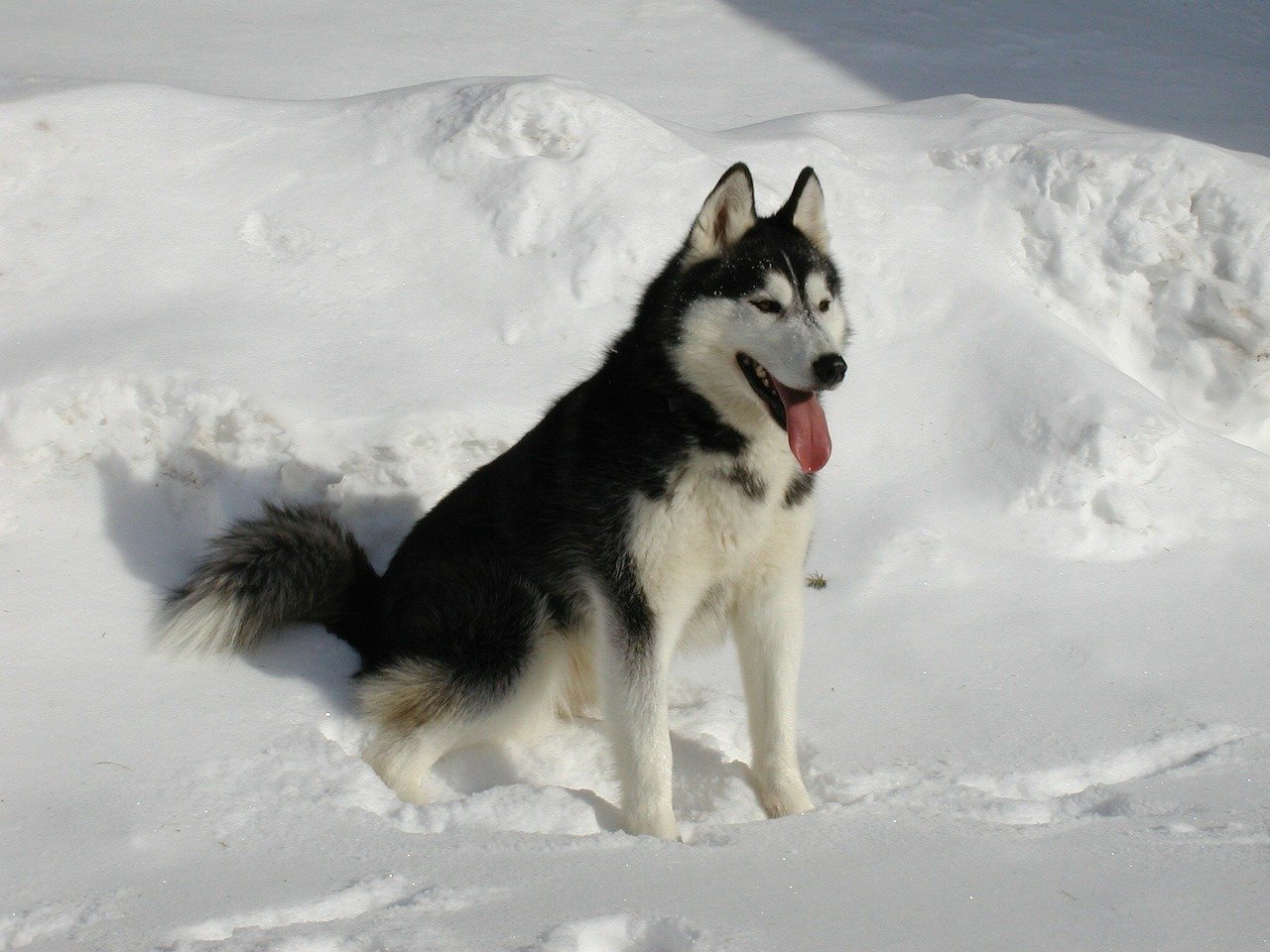 Der Husky: Eine besondere Hunderasse