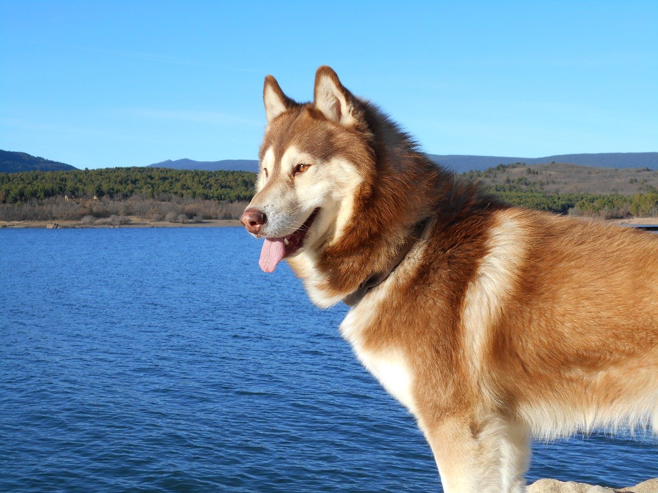 Der Husky: Eine besondere Hunderasse