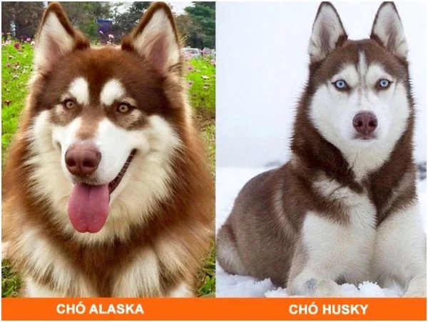 Tất cả kiến thức về chó Husky bạn cần biết trước khi nuôi ( Nguồn gốc, giá bán, đặc điểm, cách chăm sóc )