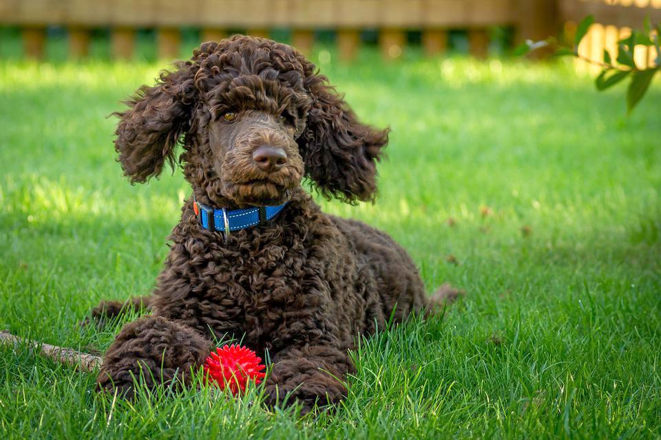 Chó Poodle - Đặc điểm, phân loại và cách nuôi